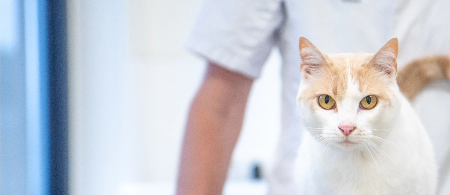 Vind uw Evidensia Dierenziekenhuis
