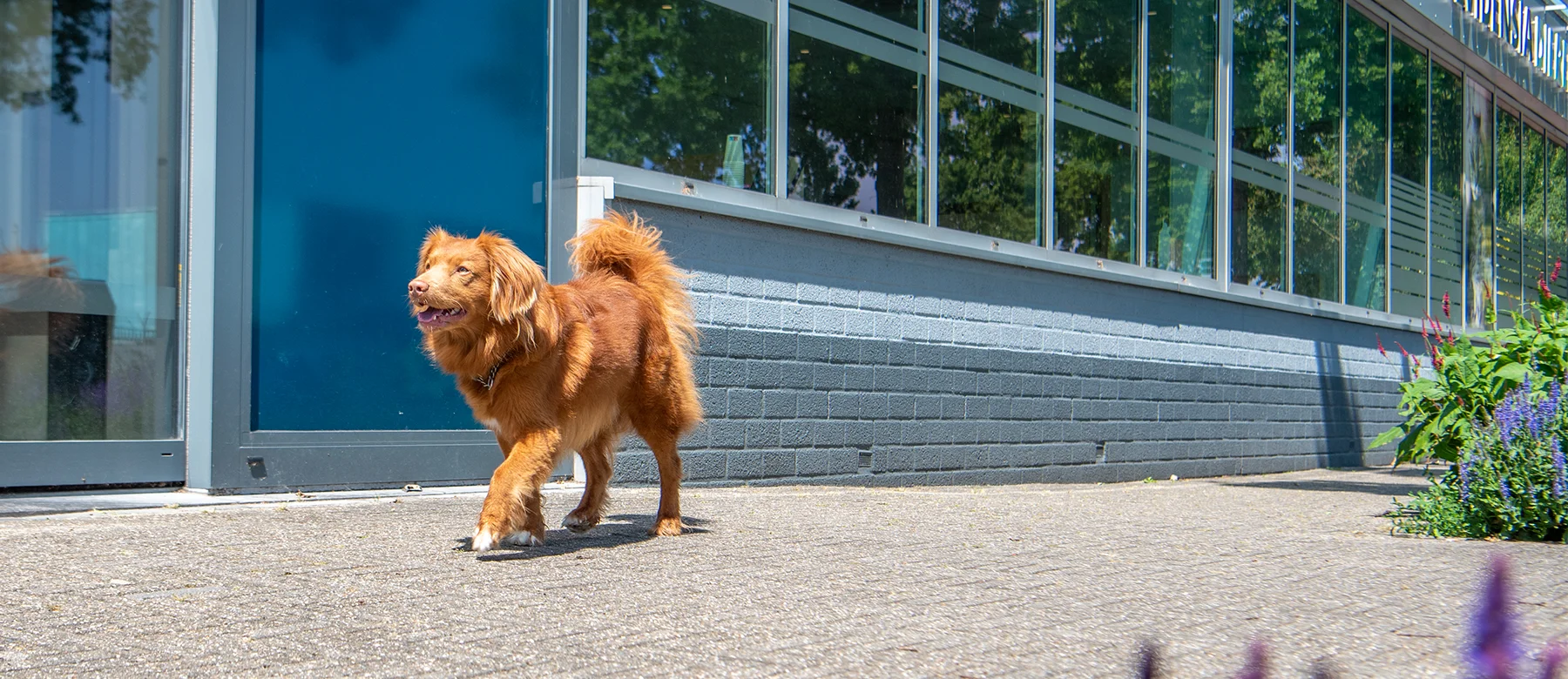 Evidensia Dierenziekenhuis Nieuwegein
