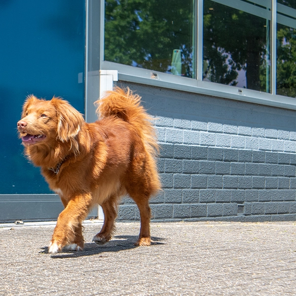 Evidensia Dierenziekenhuis Nieuwegein