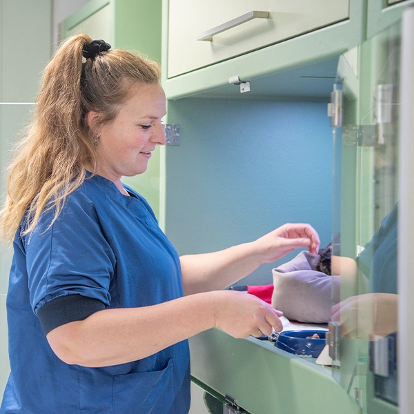 Paraveterinairen in het dierenziekenhuis